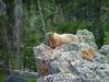 Yellowstone - Marmotta