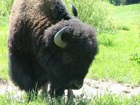 BISONTE
