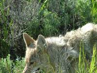 COYOTE