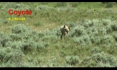 Coyote