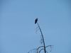 Yellowstone - aquila - eagle
