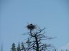 Yellowstone - aquila - eagle