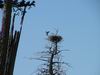 Yellowstone - aquila - eagle
