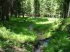 Yellowstone - beaver ponds