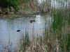 Yellowstone - beaver ponds