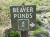 Yellowstone - beaver ponds