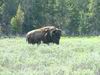 Yellowstone - bisonte - bufalo - bison