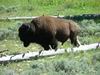 Yellowstone - bisonte - bufalo - bison