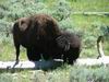 Yellowstone - bisonte - bufalo - bison