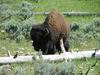 Yellowstone - bisonte - bufalo - bison