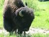 Yellowstone - bisonte - bufalo - bison
