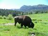 Yellowstone - bisonte - bufalo - bison