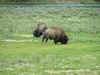 Yellowstone - bisonte - bufalo - bison