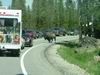 Yellowstone - bisonte - bufalo - bison