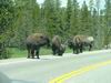 Yellowstone - bisonte - bufalo - bison