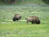 Yellowstone - bisonte - bufalo - bison