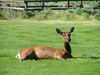 Yellowstone - cervo - elk