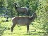 Yellowstone - cervo - elk