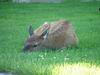 Yellowstone - cervo - elk