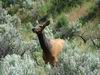 Yellowstone - cervo - elk