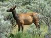 Yellowstone - cervo - elk