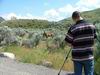 Yellowstone - cervo - elk