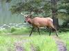 Yellowstone - cervo - elk