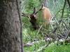 Yellowstone - cervo - elk
