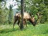 Yellowstone - cervo - elk