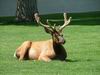 Yellowstone - cervo - elk