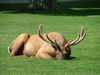 Yellowstone - cervo - elk