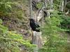 Yellowstone - corvo - raven