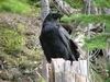 Yellowstone - corvo - raven
