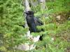 Yellowstone - corvo - raven