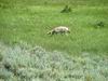 Yellowstone - Coyote