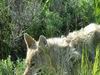 Yellowstone - Coyote