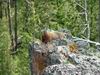 Yellowstone - Marmotta