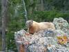 Yellowstone - Marmotta