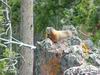 Yellowstone - Marmotta