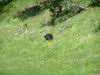 Yellowstone - Orso - Bear