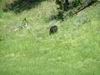 Yellowstone - Orso - Bear