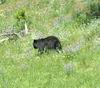 Yellowstone - Orso - Bear