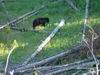Yellowstone - Orso - Bear