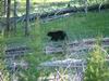 Yellowstone - Orso - Bear
