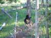 Yellowstone - Orso - Bear