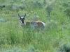 Yellowstone - Pronghorn - Antilocapra