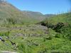 Shoshone Forest
