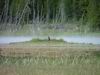 Yellowstone