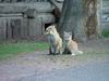 Yellowstone - Volpe - Fox