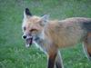 Yellowstone - Volpe - Fox